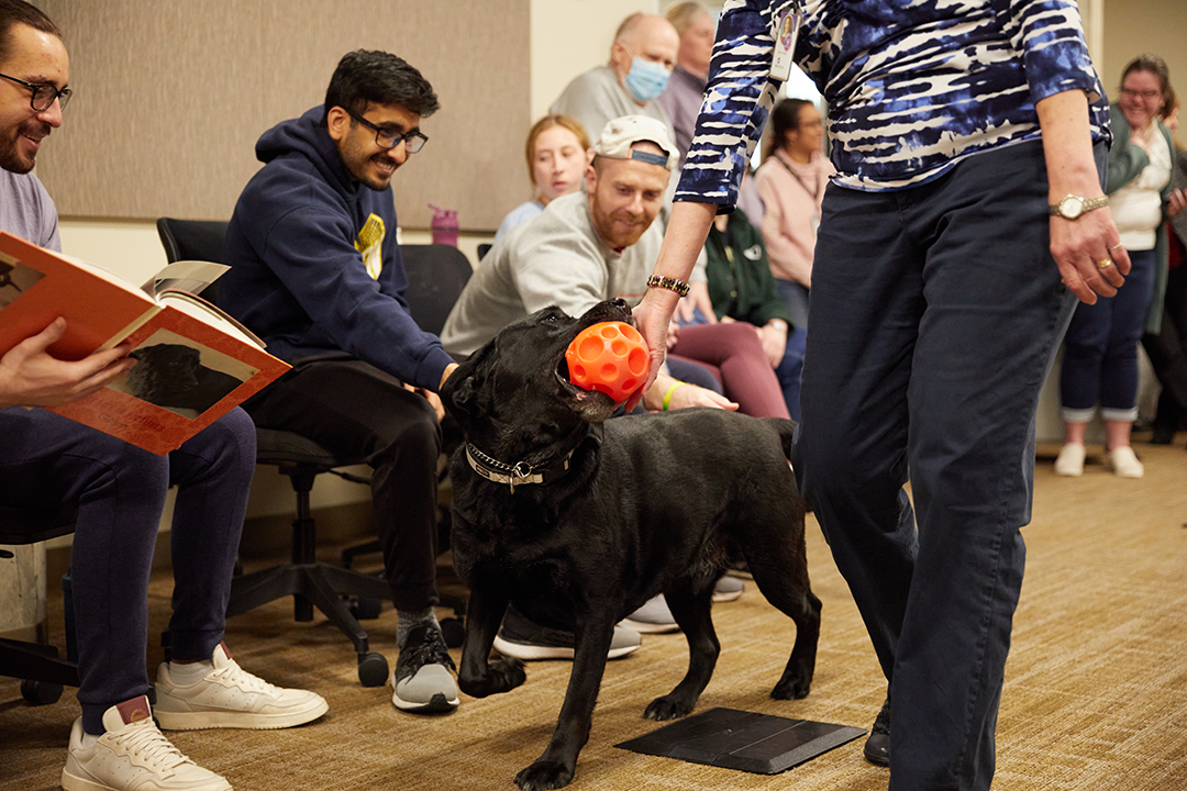 Gibson the Sangamon County therapy dog