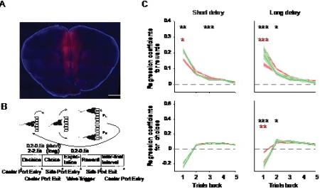 Coronal brain section example of DREADD hM4D(Gi)-mcherry (in red) expression with DAPI (in blue) counterstaining in the mPFC with the scale bar (1 mm). 